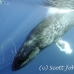 whale_humpback_h_00224_dom3625.jpg